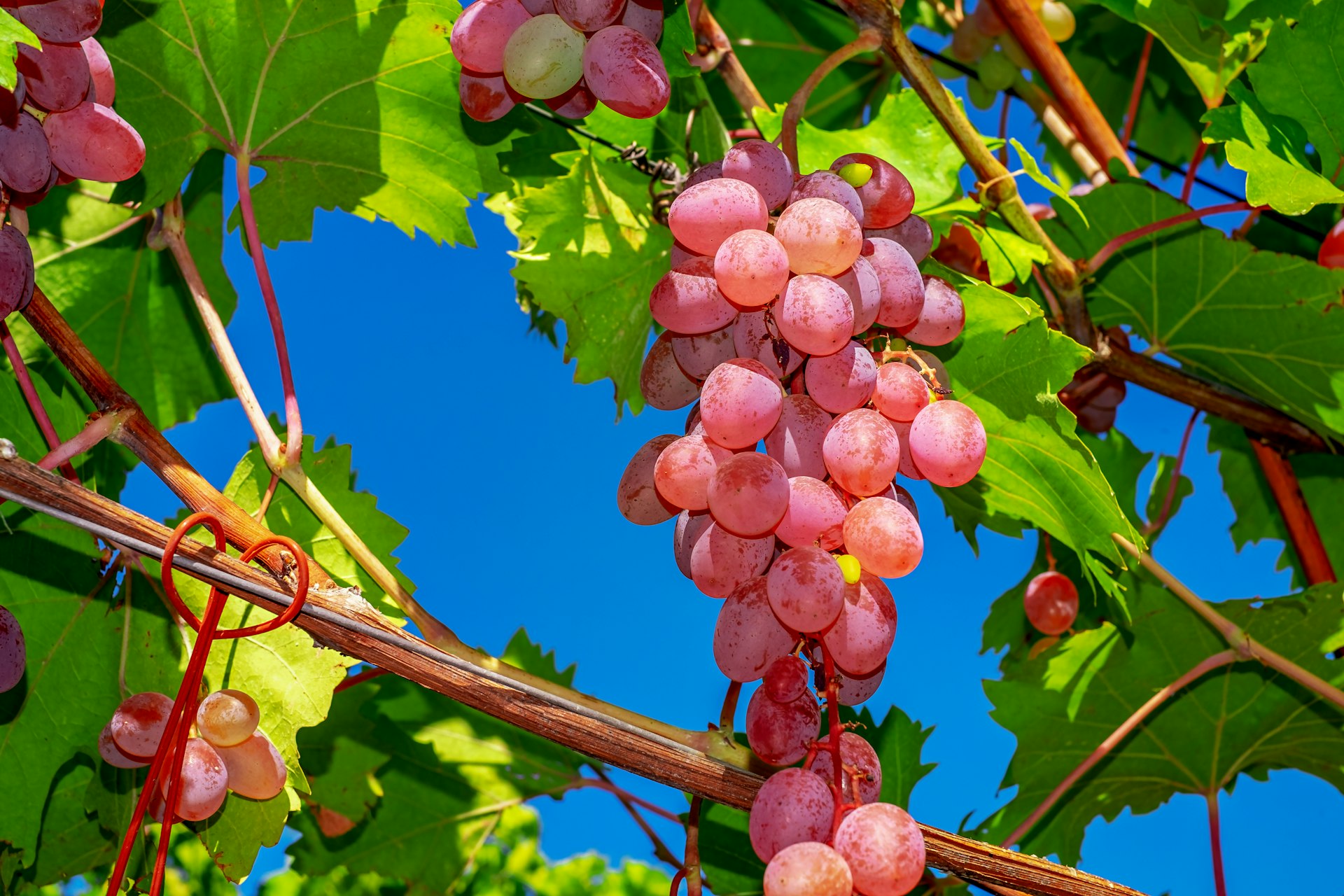 pink and green round fruits